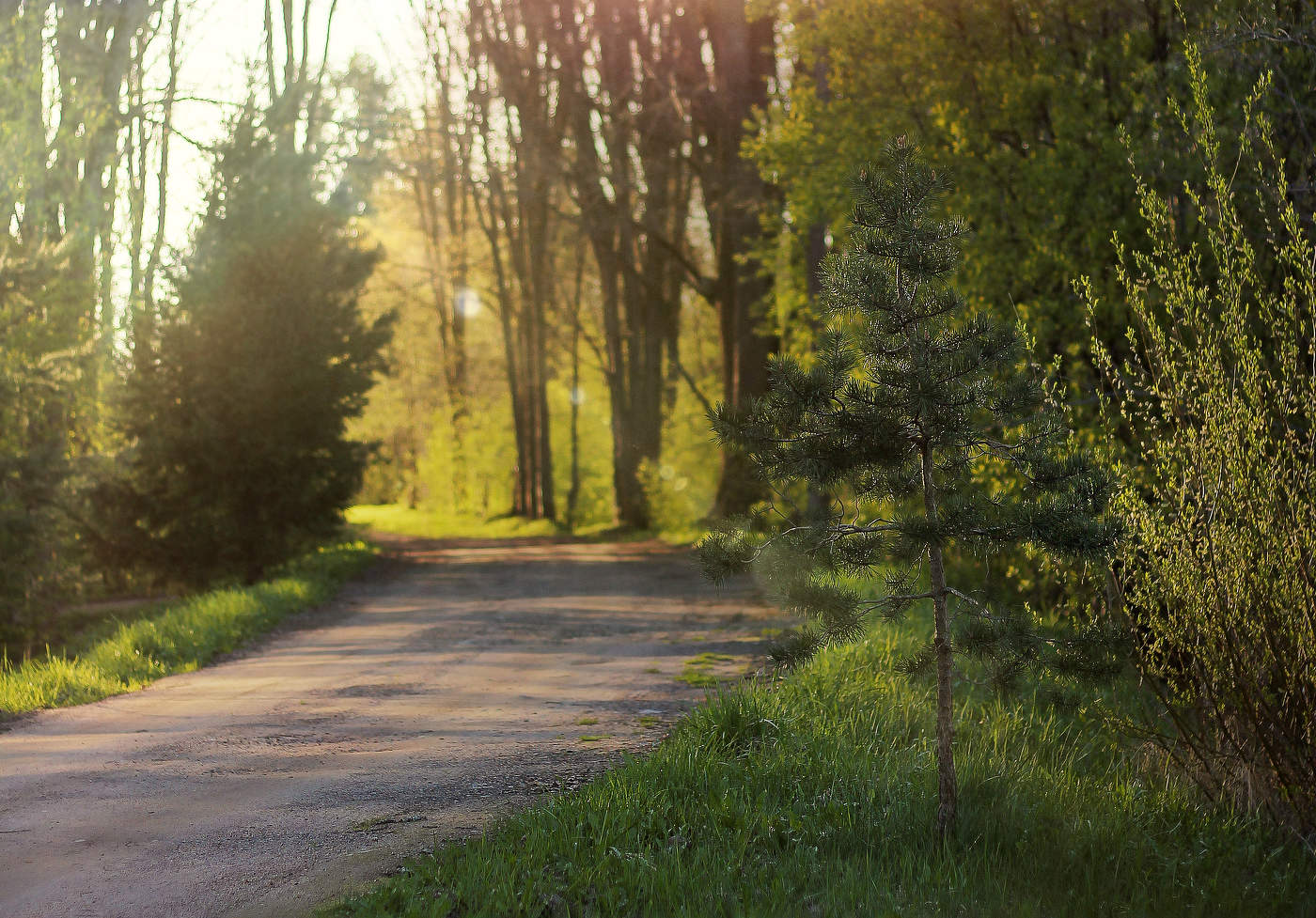 Sun-drenched dirt path winding through a lush green forest with golden light filtering through the trees